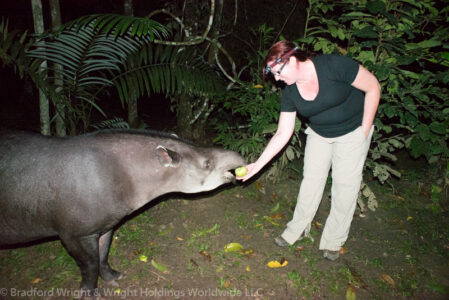 Red and Tapir